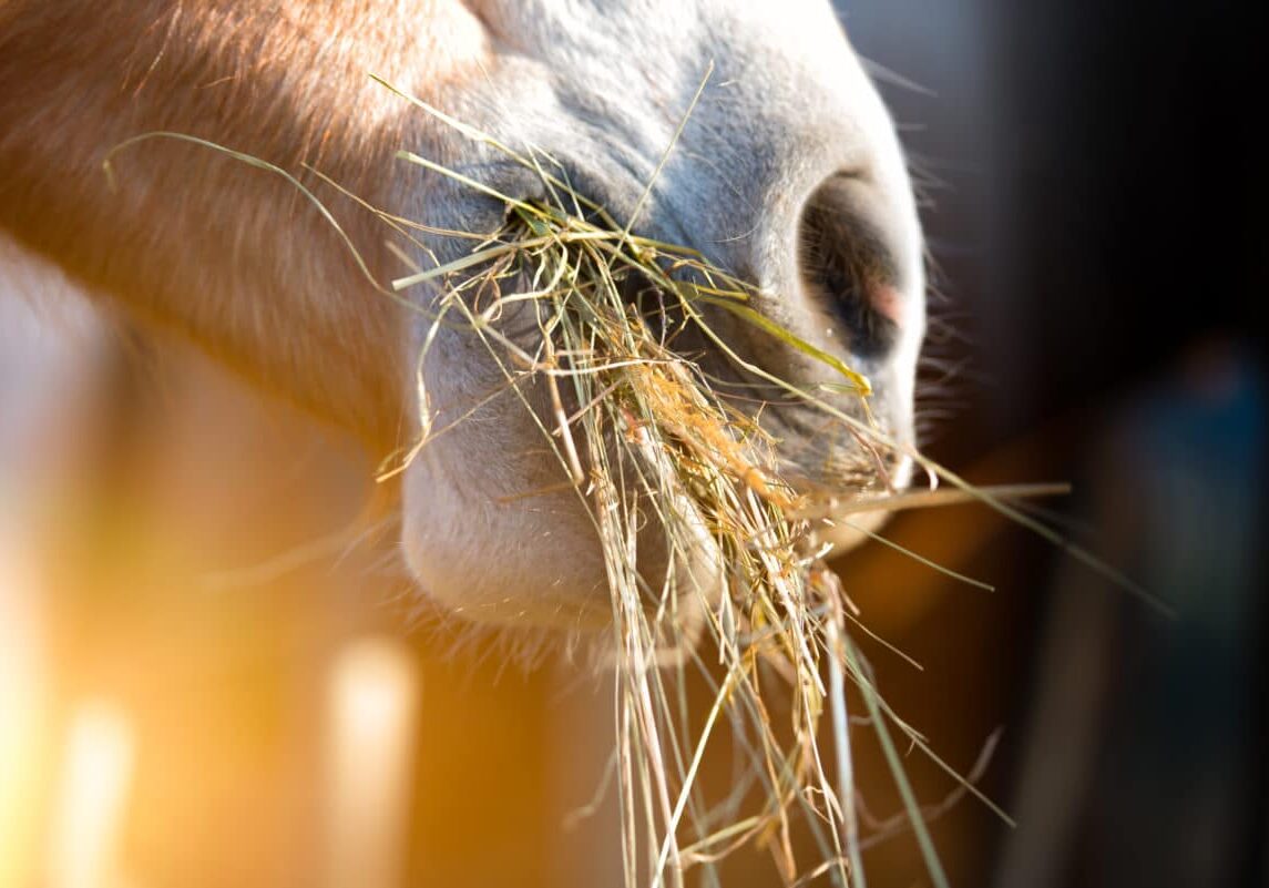 Horse,Eating,Grass Horse,Eating,Grass