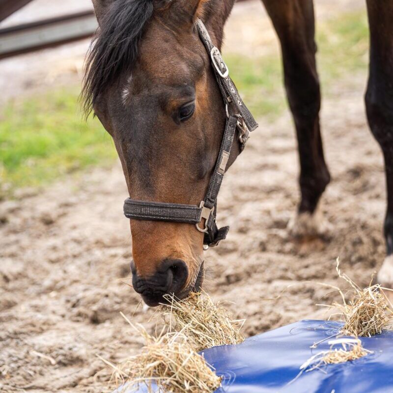Horse Originals - DaKo Fotografie (Webformaat) 09 Horse Originals - DaKo Fotografie (Webformaat) 09