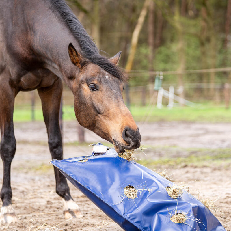 Horse Originals - DaKo Fotografie (Webformaat) 11 Horse Originals - DaKo Fotografie (Webformaat) 11