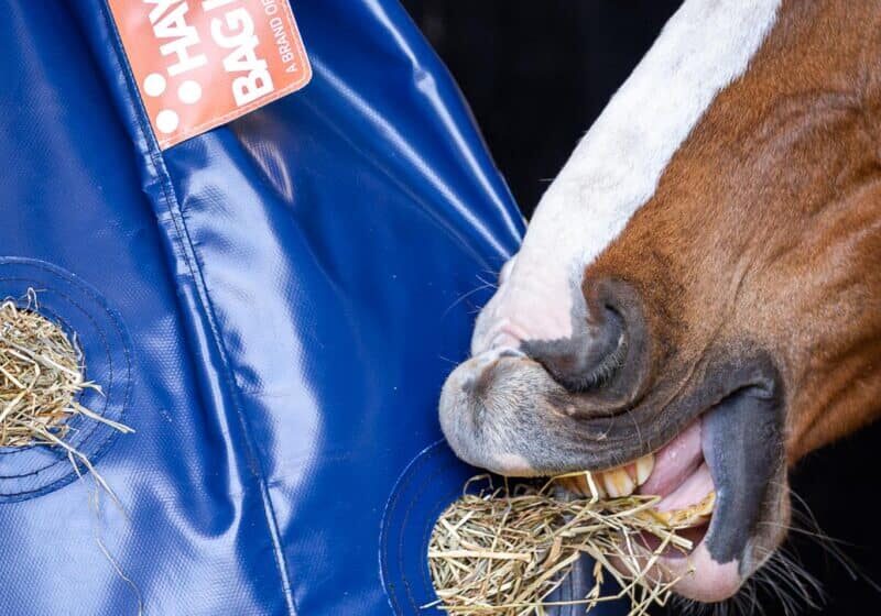 Horse Originals - Healthier Teeth And Gums Horse Originals - Healthier Teeth And Gums