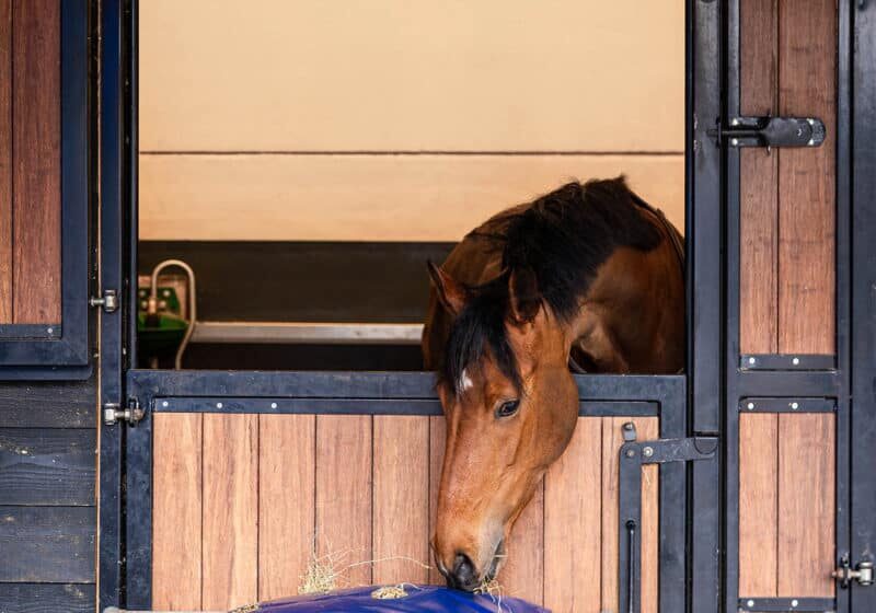Horse Originals - Improves Digestion Horse Originals - Improves Digestion