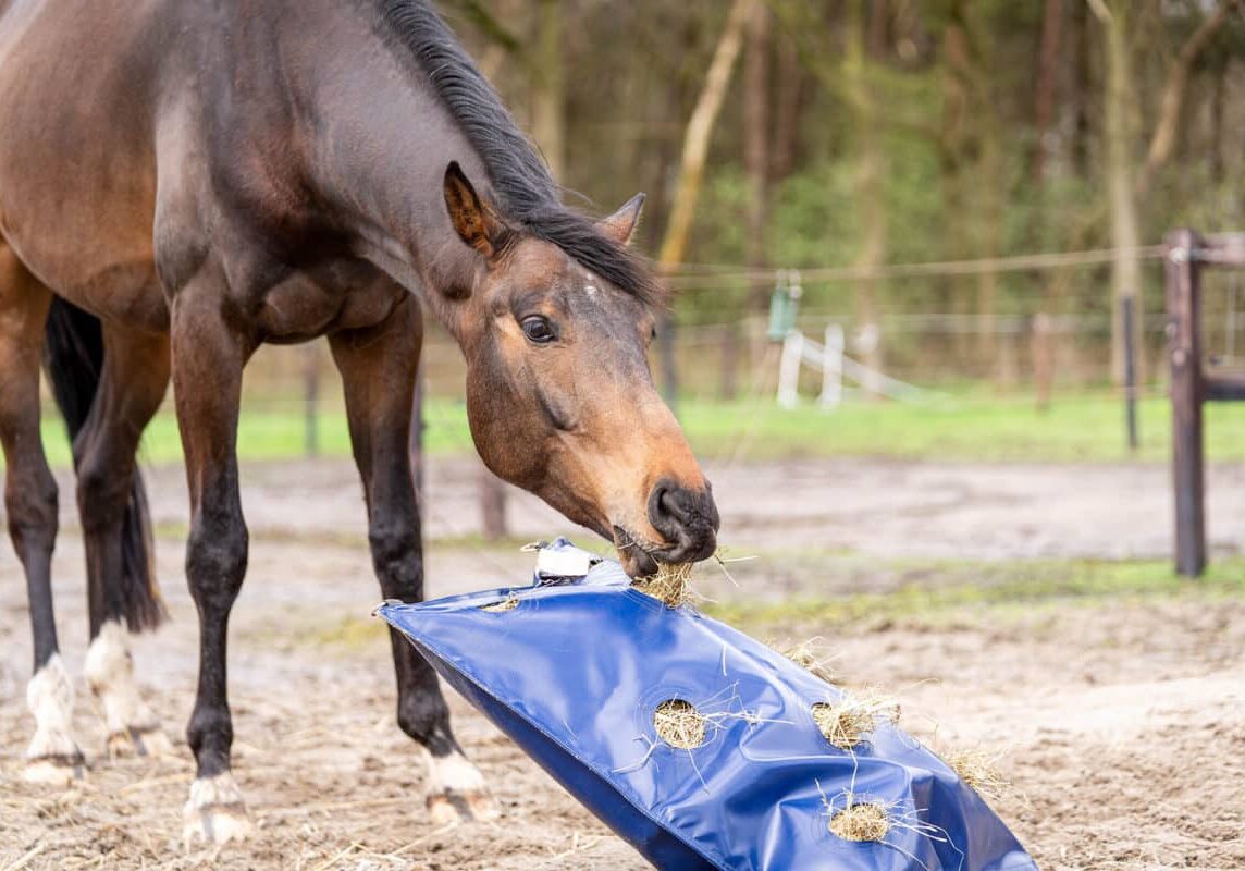 Horse Originals - Prevents Boredom Horse Originals - Prevents Boredom